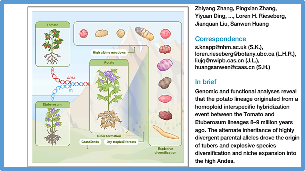 Ancient hybridization underlies tuberization and radiation of the potato lineage