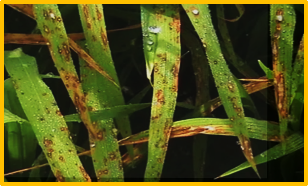 Antifungal activity and action mechanism of thymol against rice blast fungus Magnaporthe oryzae