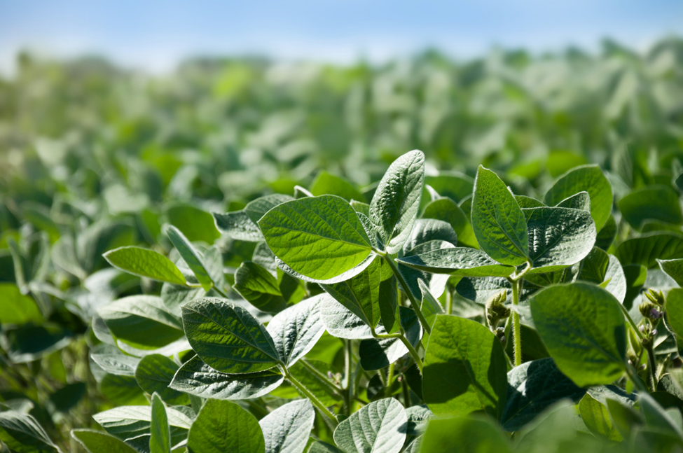Argentina Approves GM Soybean DBN8205