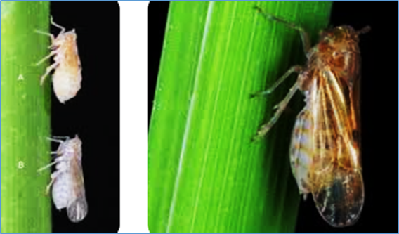 Augmenting rice ANNEXIN expression to counter planthopper NlAnnexin-like5 as an antivirulence strategy against a major crop pest
