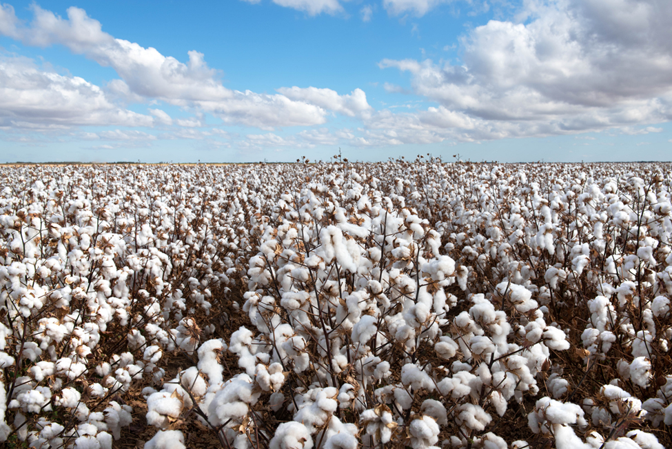 Australia Approves Commercial Planting of GM Cotton