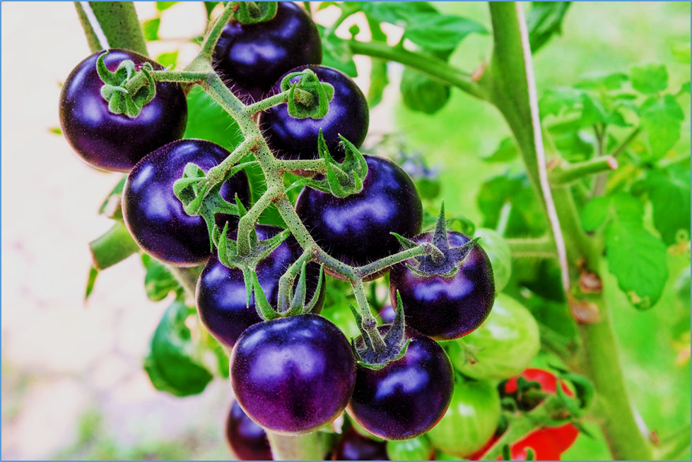 Australia Approves Commercial Release of GM Purple Tomato