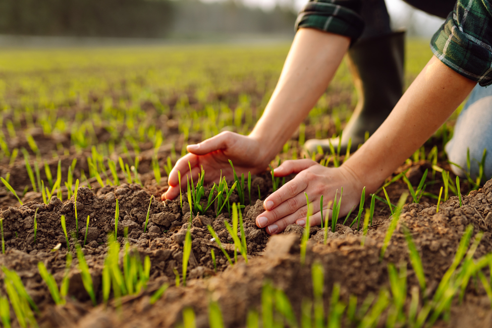 Australian Researchers Engineer Encapsulins to Supercharge Photosynthesis in Crops