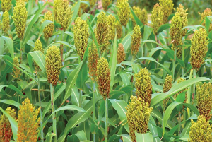 SbbHLH85, a bHLH member, modulates resilience to salt stress by regulating root hair growth in sorghum