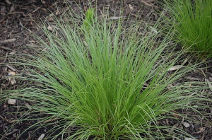 A comparative genomics examination of desiccation tolerance and sensitivity in two sister grass species