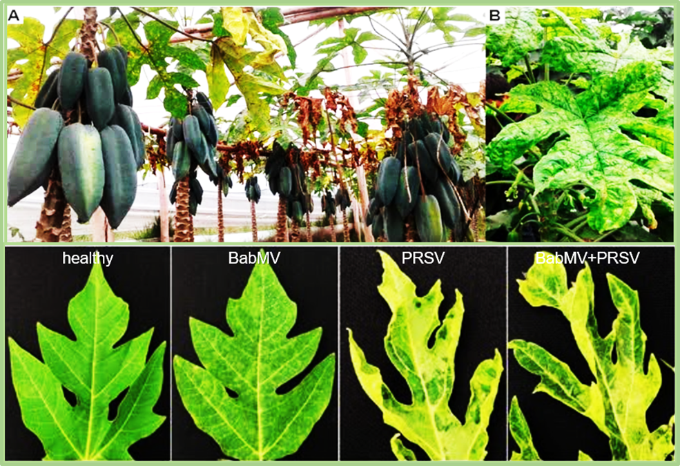 Babaco Mosaic Virus (BabMV) Induces Genome-Wide Transcriptomic Reprogramming in Carica papaya
