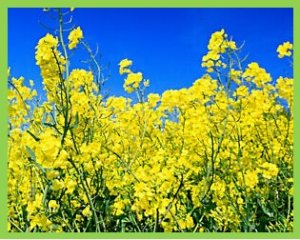 Modifications of fatty acid profile through targeted mutation at BnaFAD2 gene with CRISPR/Cas9-mediated gene editing in Brassica napus