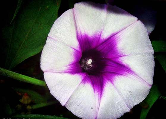 Beyond IbMYB1: Identification and Characterization of Two Additional Anthocyanin MYB Activators, IbMYB2 and IbMYB3, in Sweetpotato
