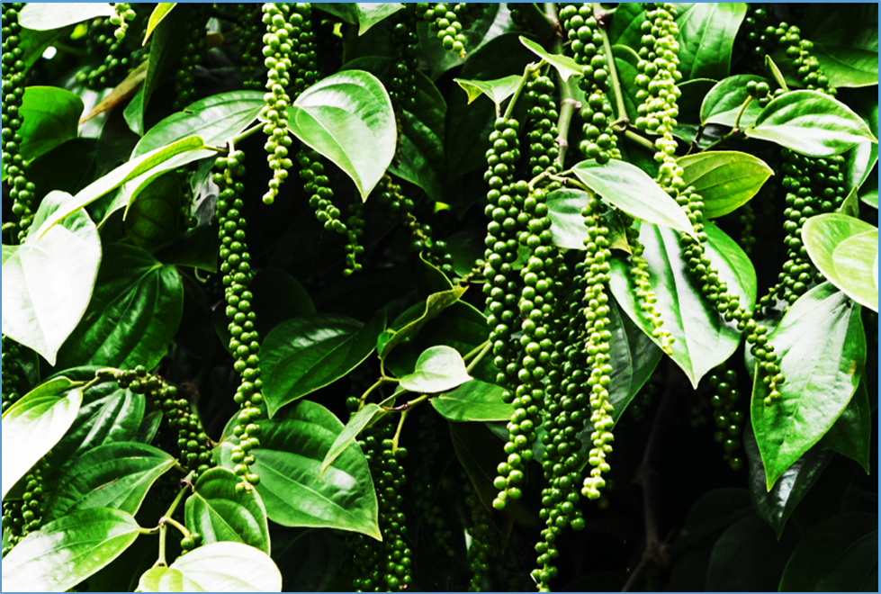 Black pepper knowledge base (BlackPepKB): a centralized web resource for functional genomics of black pepper (Piper nigrum L.)