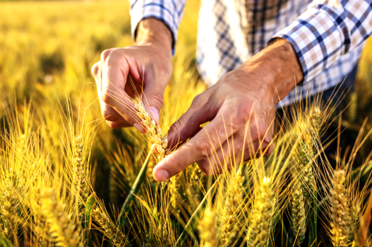 Breakthrough Gene Editing Trims Wheat Chromosomes for Faster Breeding