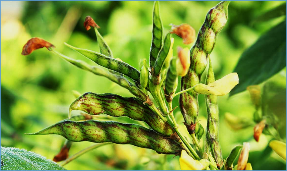 Breeding for next-generation biotic stress-tolerant pigeonpea for sustainable food legume production