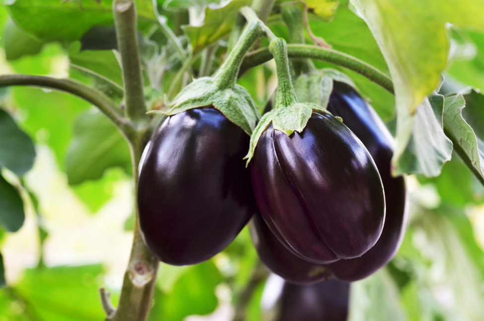 BT Eggplant Production in the Philippines