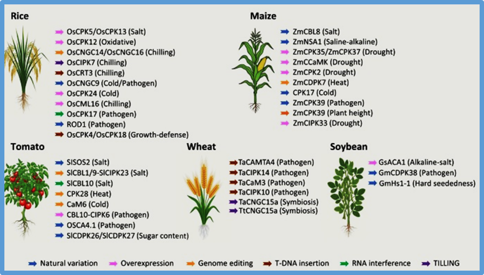 Calcium signaling in crops