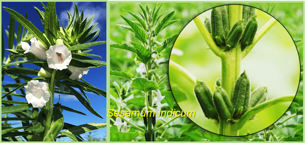 Candidate genomic regions underlying capsule shattering in sesame revealed by multi-model GWAS and field-based phenotyping