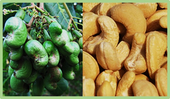 Cashew Nut Oil Improves Lipid Metabolism and Fat Liver Deposition in High-Fat Diet-Fed C57BL/6J Mice