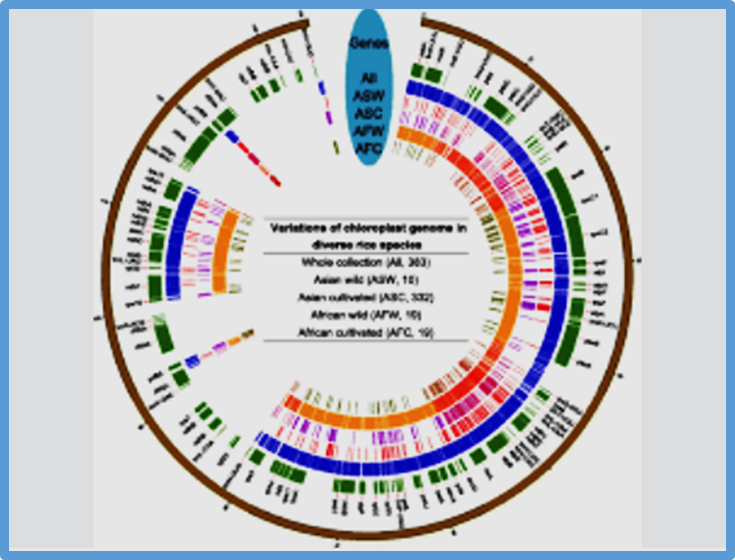 Chlorophyll deficient 5 encodes a DNA helicase and is essential for chloroplast development in rice