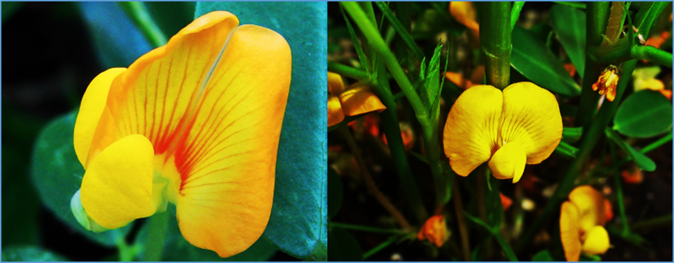 Chromosomal variations and evolution in Arachis species revealed by single-copy FISH karyotyping