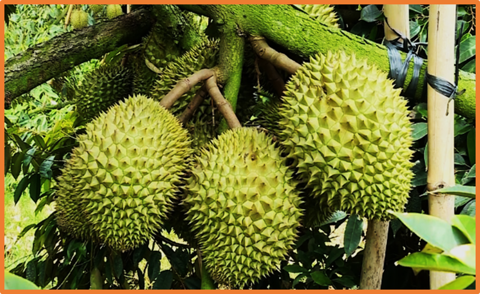 Chromosome-scale haploid genome assembly of Durio zibethinus KanYao