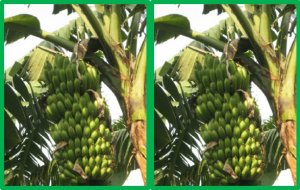 Association genetics of bunch weight and its component traits in East African highland banana (Musa spp. AAA group)