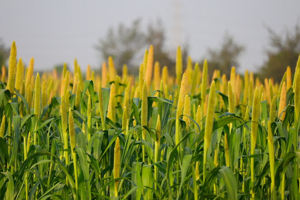 CIMMYT Reports High-Efficiency Genome Editing in Pearl Millet