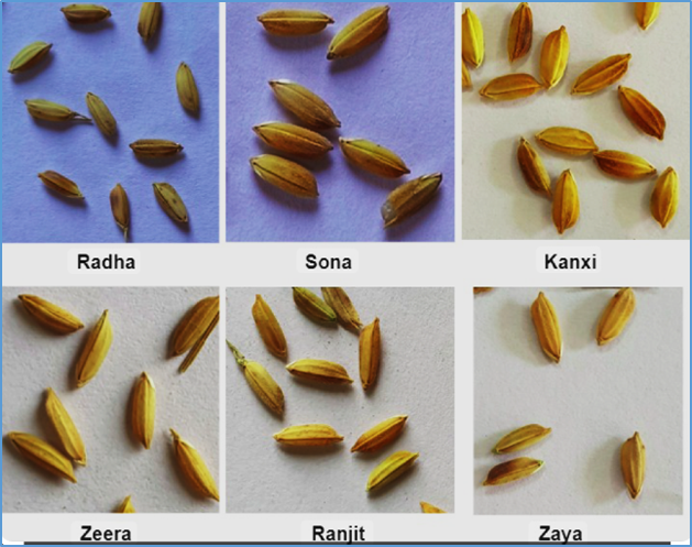 Climate Adaptation Strategies for Maintaining Rice Grain Quality in Temperate Regions