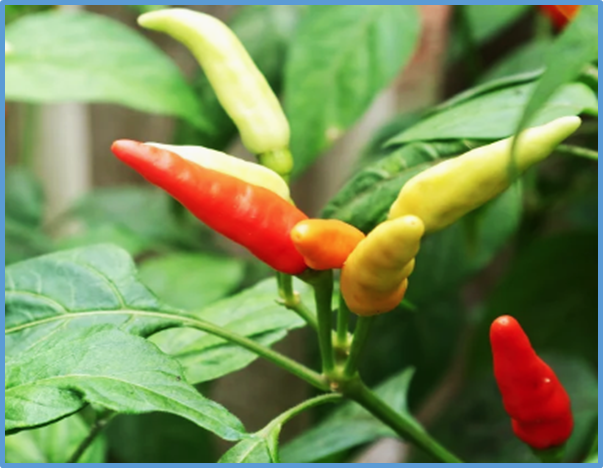 Cloning and functional analysis of qCmr2.1, a novel gene for Cucumber mosaic virus resistance in Capsicum frutescens