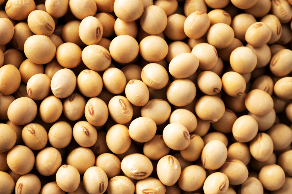 COGEM Releases Advice on GM Soybean MON87708 x MON89788