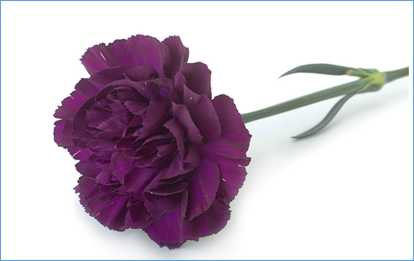 COGEM Renews Authorization for 2 GM Carnations