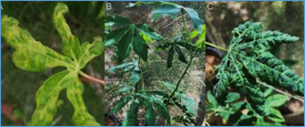 Comparative analysis of pattern-triggered and effector-triggered immunity gene expression in susceptible and tolerant cassava genotypes following begomovirus infection