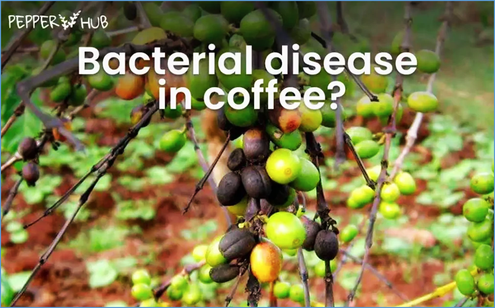 Comparative Metabolomic Profiling of Resistant and Susceptible Coffea arabica Accessions to Bacterial Pathogen Infection
