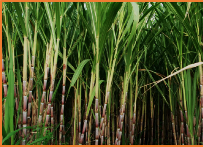 Comparative transcriptome analysis reveals the function of SoCER4 in alkanol synthesis in sugarcane