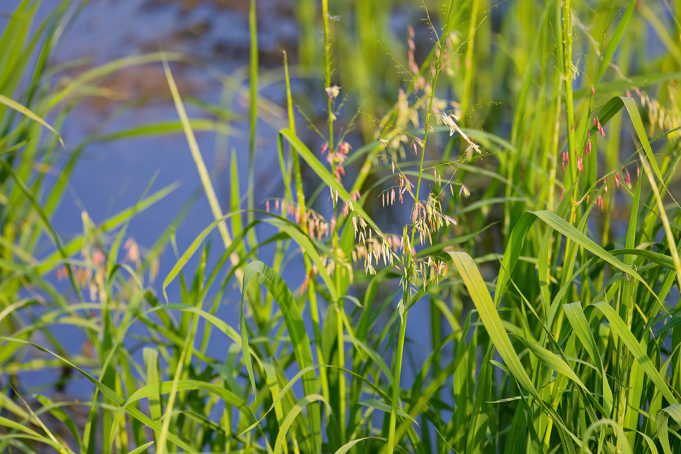 Complete Genome Assembly Unlocks Potential of Northern Wild Rice