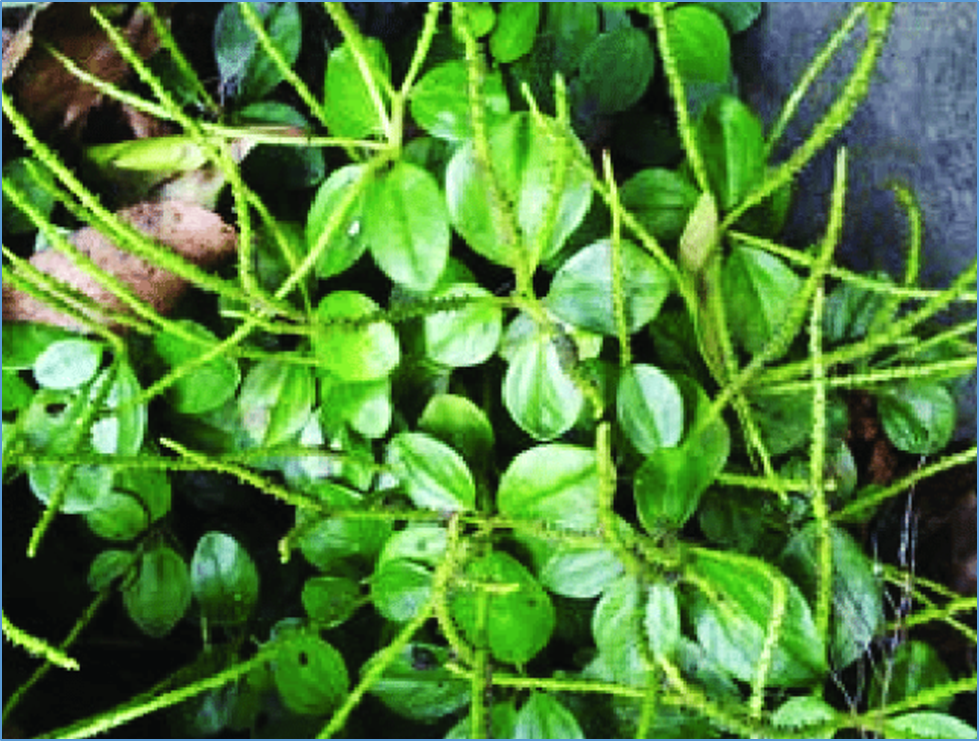  Complete Mitochondrial Genomic Characteristics and Phylogenetic Analysis of the Medicinal Plant Peperomia leptostachya