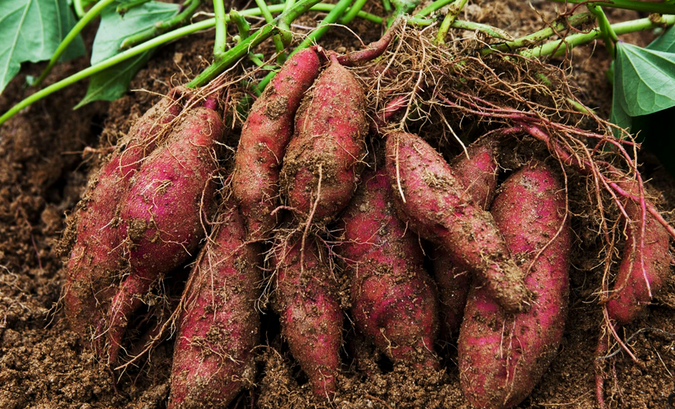 Comprehensive analysis of VOZ proteins in sweet potato and related species reveals their evolutionary dynamics and responses to abiotic stresses 