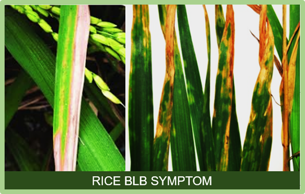 Comprehensive Evaluation of Bacterial Blight Resistance and Gene Distribution in Common Wild Rice (Oryza rufipogon) from Hainan Province, China
