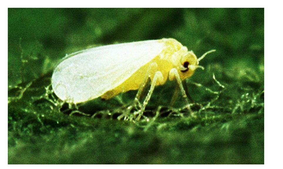 Creating resistance to the whitefly Bemisia tabaci in cassava through RNAi-mediated targeting of multiple insect metabolic processes