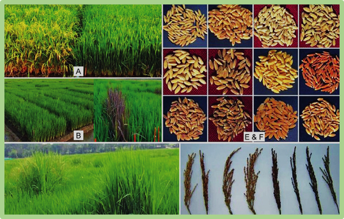 Creation of new rice germplasm with cross-resistance to auxin herbicides picloram and dicamba by genome editing of OsAFB4