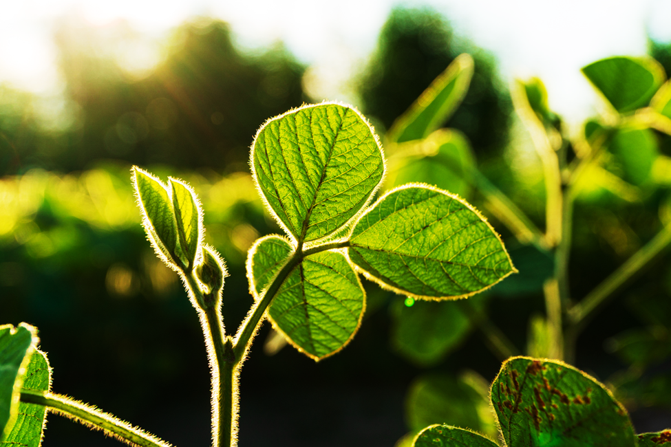 CRISPR Alters Chromosome Numbers in Plants