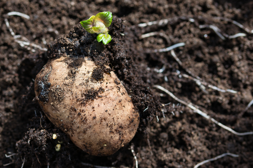 CRISPR Boosts Potato Resistance to Late Blight Disease