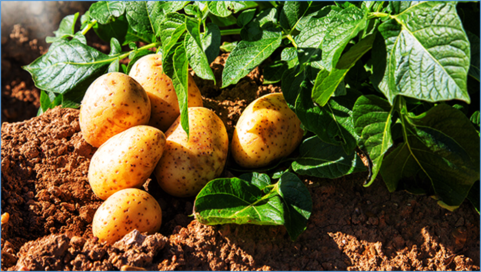 CRISPR-Cas9 mediated editing of starch branching enzyme, SBE2 gene in potato for enhanced resistant starch for health benefits