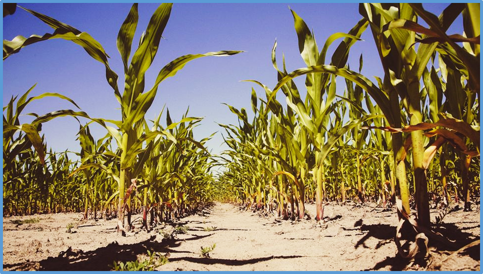 CRISPR-Cas9-mediated editing of ZmPL1 gene improves tolerance to drought stress in maize