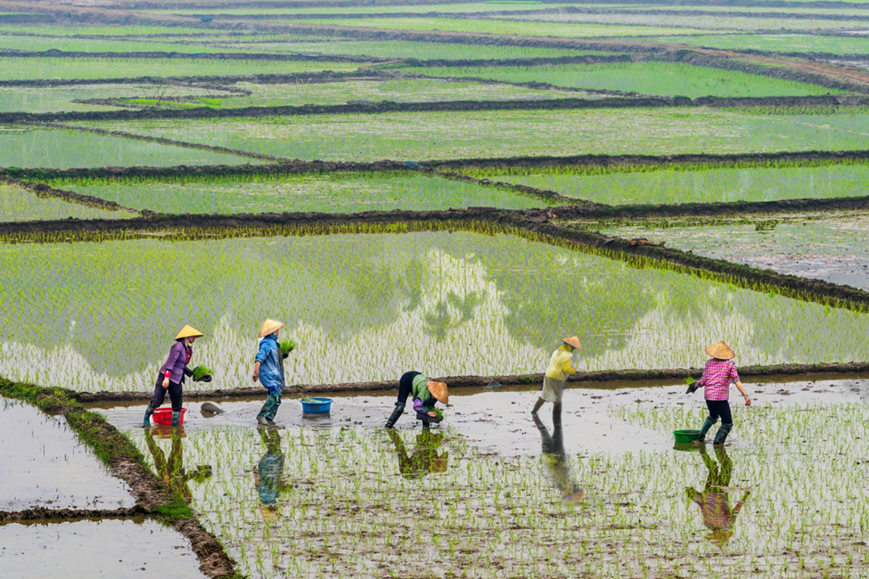 CRISPR Improves Alkalinity Tolerance in Rice