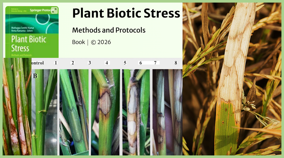 CRISPR-Mediated Gene Editing for Inducing Thermosensitive Genic Male Sterility and Sheath Blight Resistance in Rice 