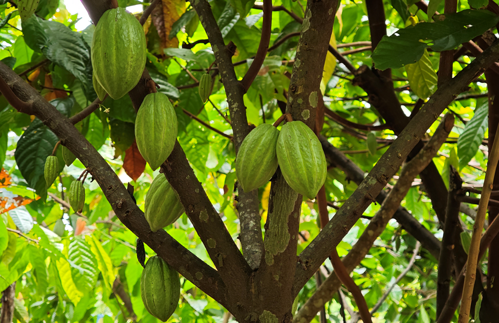 CRISPR Produces Disease-resistant Cacao Plants