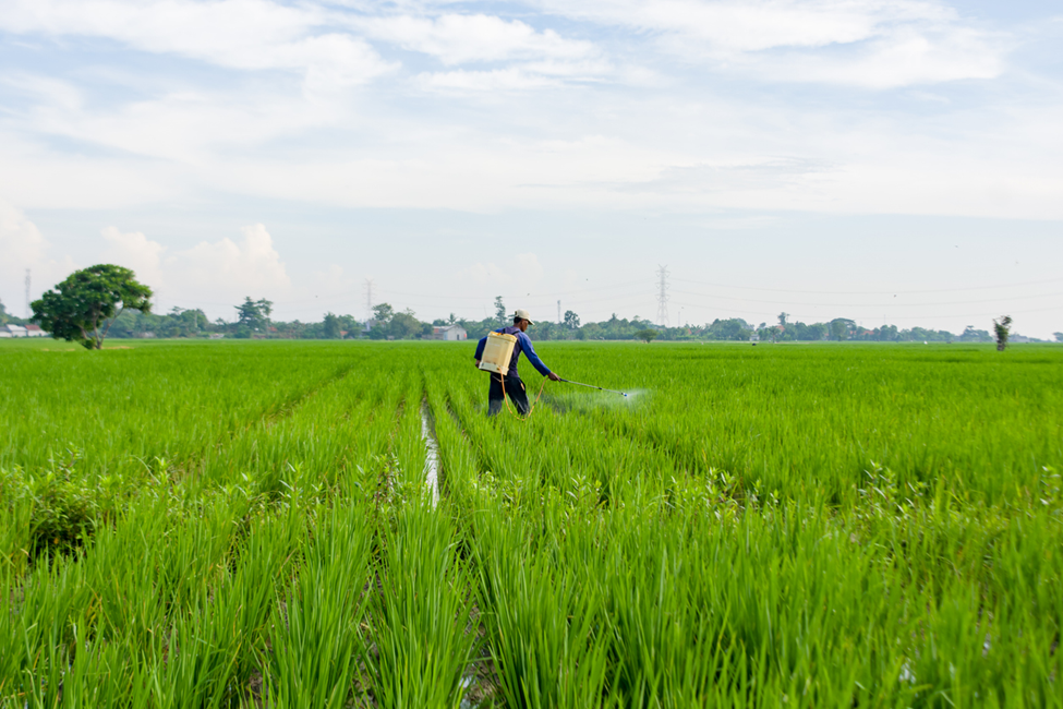 CRISPR Rice Exhibits Broad-Spectrum Herbicide Resistance