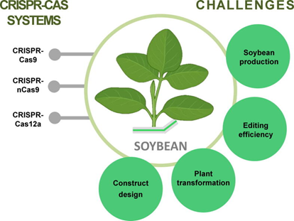 CRISPR/Cas genome editing in soybean