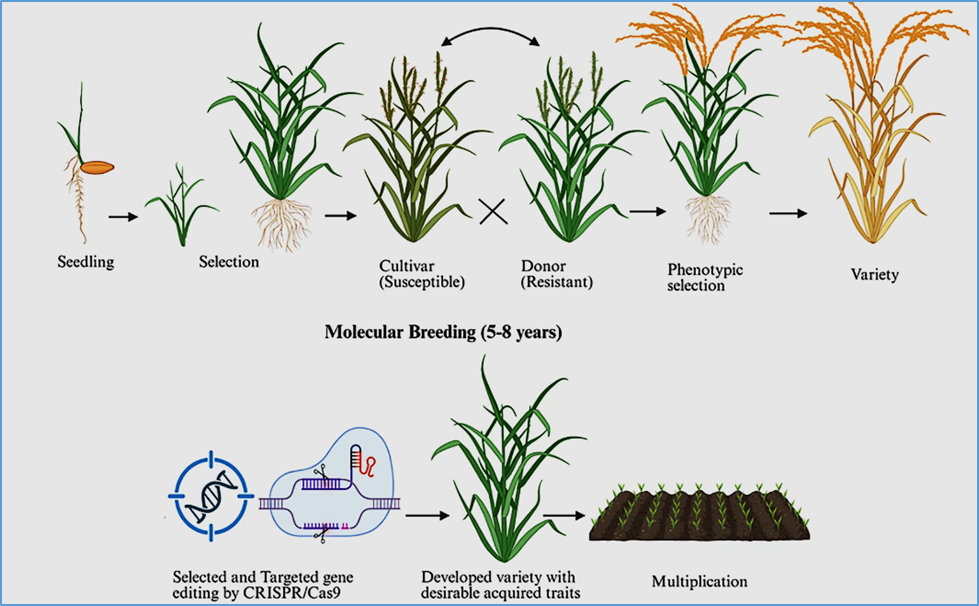 CRISPR/Cas9 Genome Editing in Rice (Oryza sativa L.) for Multi-Stress Resilience and Prospects for Agricultural Sustainability