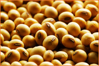 CRISPR/Cas9-mediated inactivation of the soybean agglutinin Le1 gene to improve grain quality