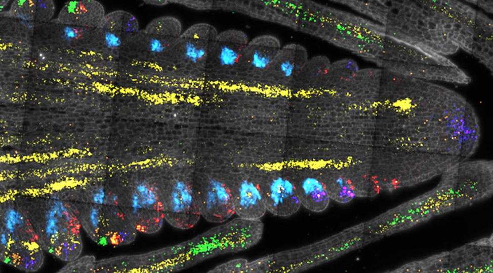 CSHL Scientists Discover Master Switch for Plant Growth
