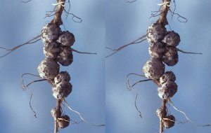 Whole-genome resequencing identifies quantitative trait loci associated with mycorrhizal colonization of soybean